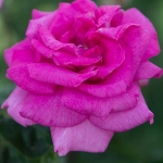 Purple Beauty / Перпл Б’юті